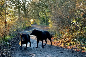Beach road dog walk