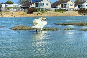 Dog walk Nore Barn Woods Emsworth