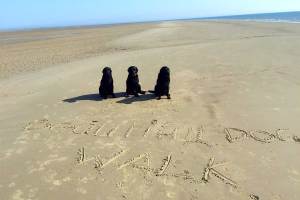 beautiful dog walk