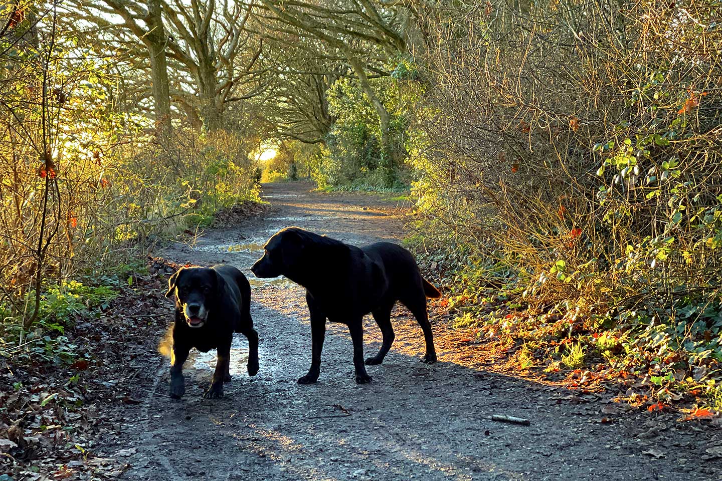 autumn dog walk